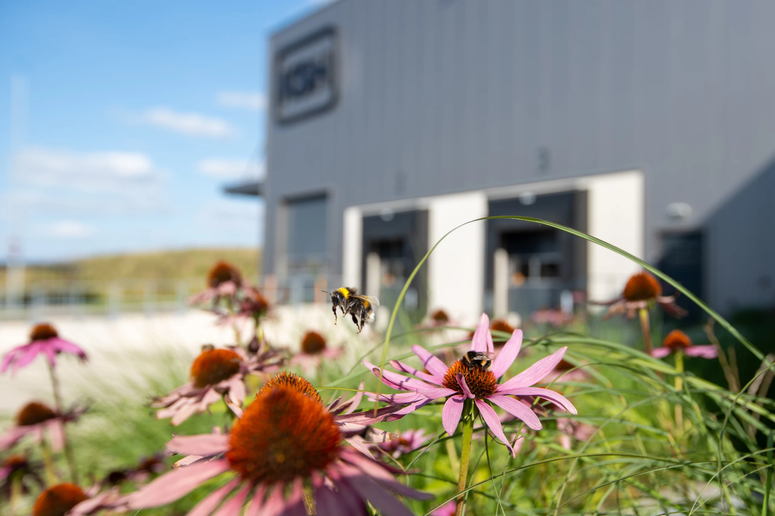 Eine Biene fliegt über pinke Blumen in einem Garten mit einem modernen Gebäude im Hintergrund.